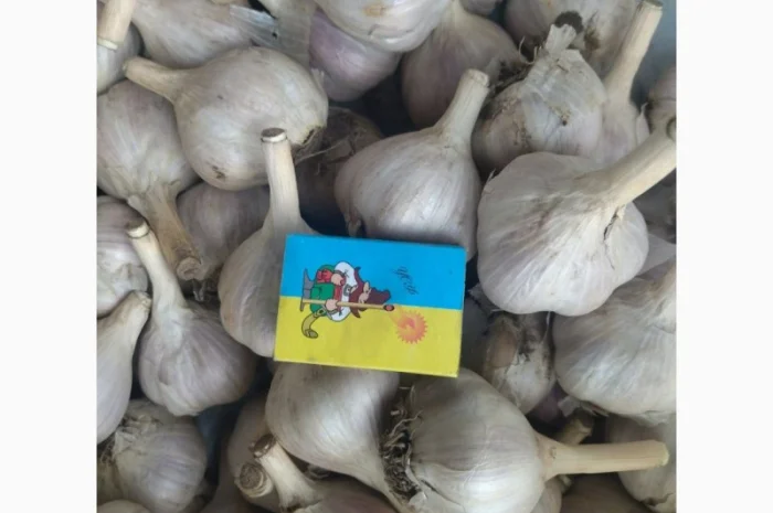 Продам домашній часник- фото № 1