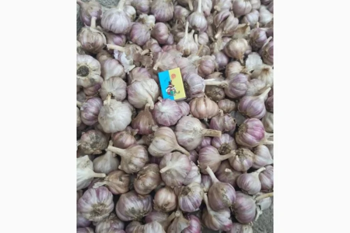 Чеснок товарный на продажу- фото № 1