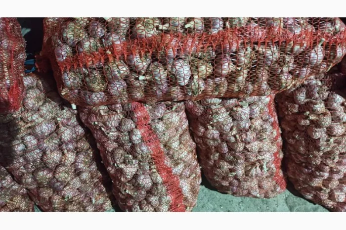 Чеснок товарный на продажу- фото № 2