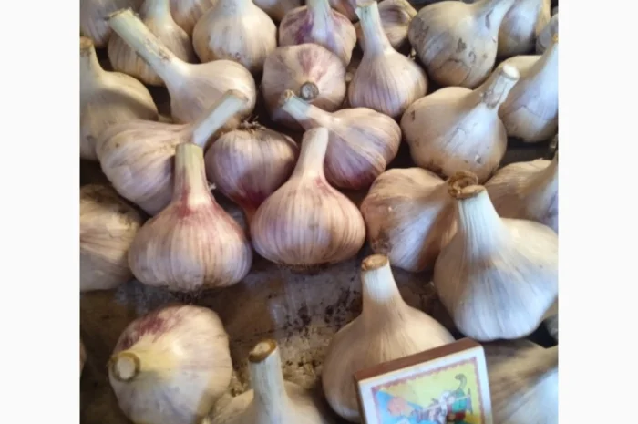 Закупка чеснока всех фракций от 3 см- фото № 1