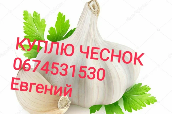 Куплю чеснок товарный, зубок, переработка берем все- фото № 1