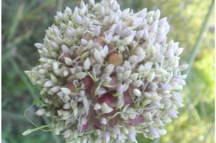 Продажа воздушки часника 2025 года- фото № 1