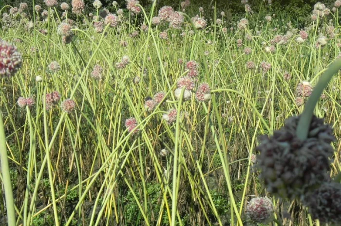 Продажа воздушки часника 2025 года- фото № 2