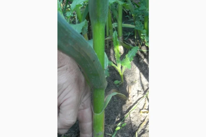 Продажа воздушки часника 2025 года- фото № 3