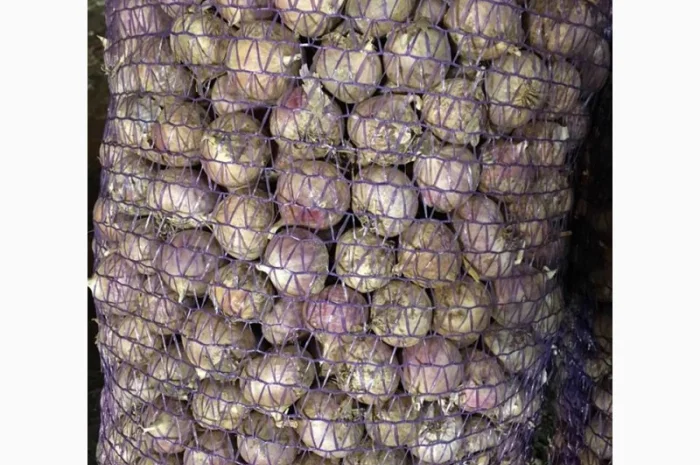 Насіння часнику Любаша на продажу- фото № 2