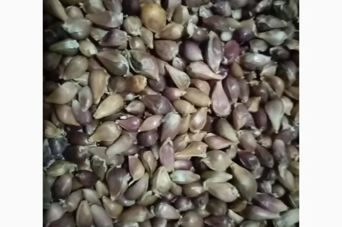 Насіння часнику Любаша на продажу- фото № 1