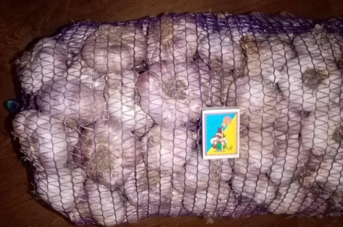 Насіння часнику Любаша на продажу- фото № 3