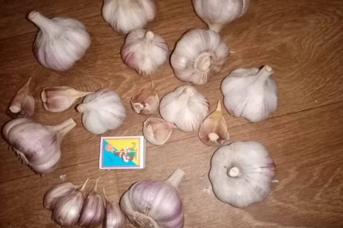 Насіння часнику Любаша на продажу- фото № 4