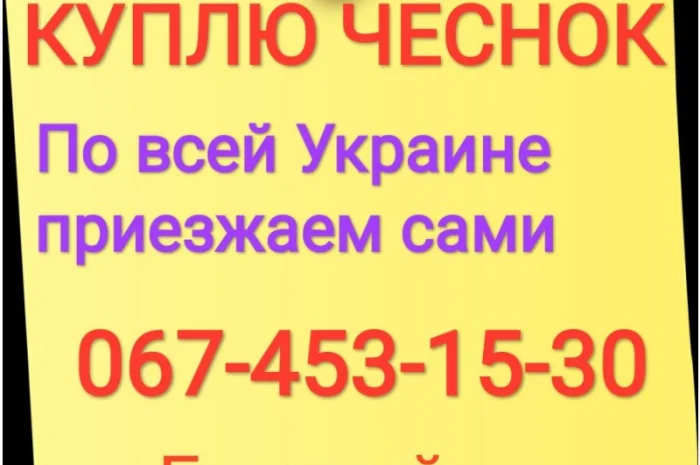 Куплю чеснок по всей Украине (зубок, переработка)- фото № 1