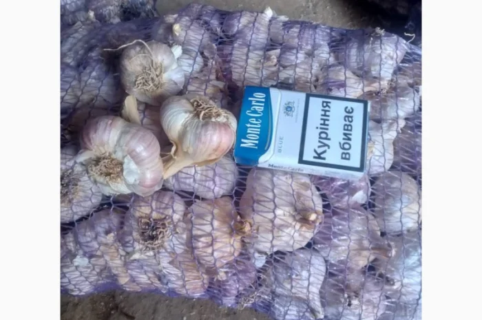 Продажа товарного чеснока сорта Любоша- фото № 1