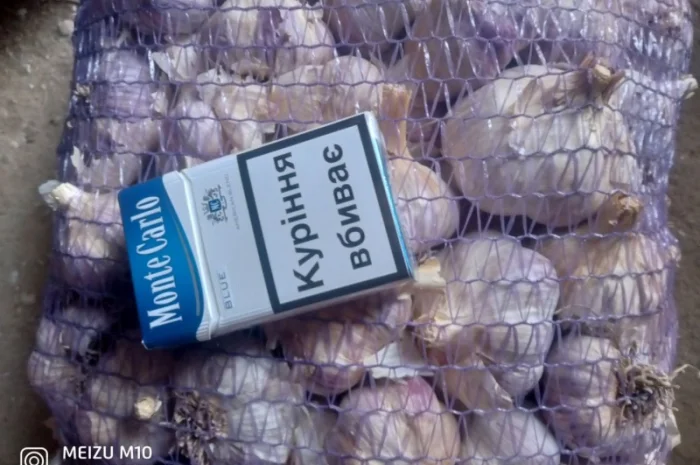 Продажа товарного чеснока сорта Любоша- фото № 2