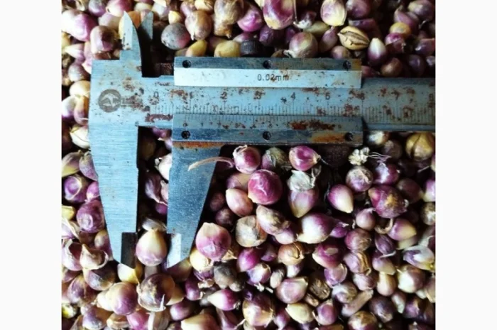 Продажа товарного чеснока сорта Любоша- фото № 4