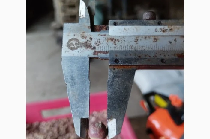 Продажа товарного чеснока сорта Любоша- фото № 5