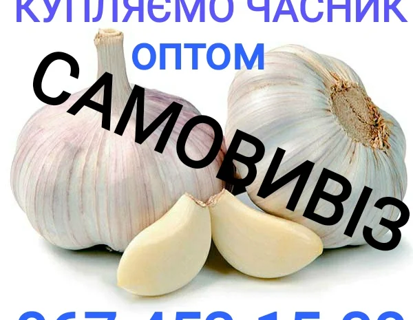 Куплю товарний чеснок оптом- фото № 1