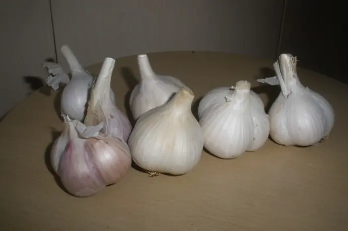 Продам товарный чеснок- фото № 1