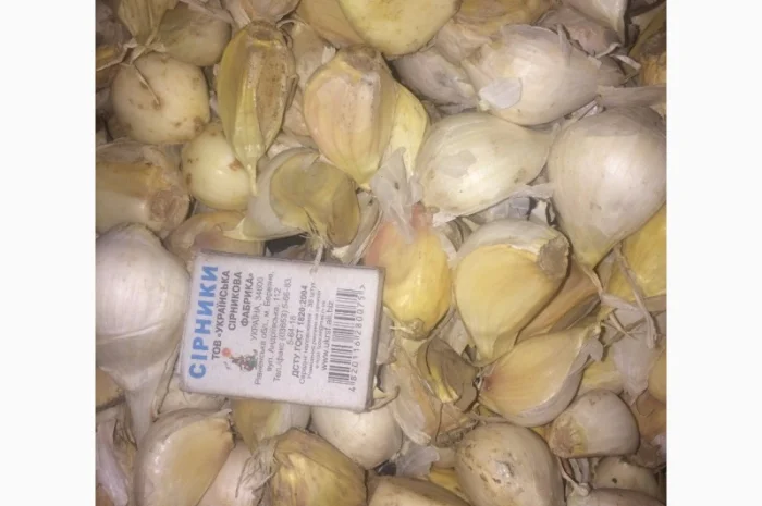 Чеснок, сорт Рокамболь- фото № 1