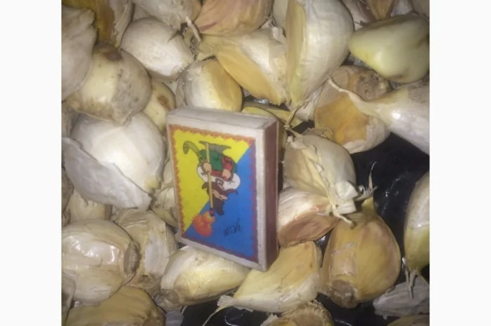 Чеснок сорту Рокамболь на продажу- фото № 2