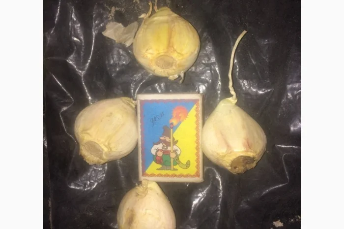 Чеснок, сорт Рокамболь- фото № 4