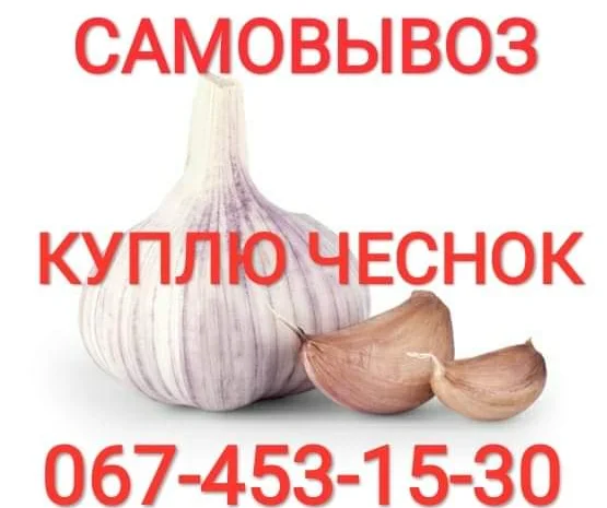 Куплю чеснок дорого круглый год также зубок- фото № 1