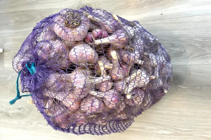 Продам домашній часник, сорт Любаша- фото № 1