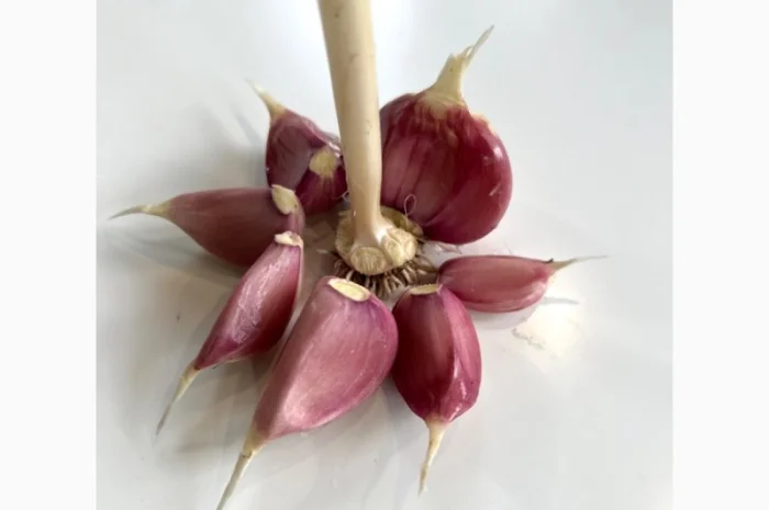 Продам домашній часник, сорт Любаша- фото № 2