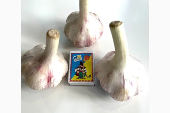 Продам домашній часник, сорт Любаша- фото № 3