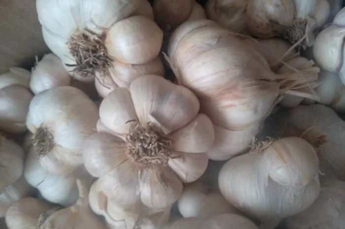 Часник ярий Сабоголд- фото № 1