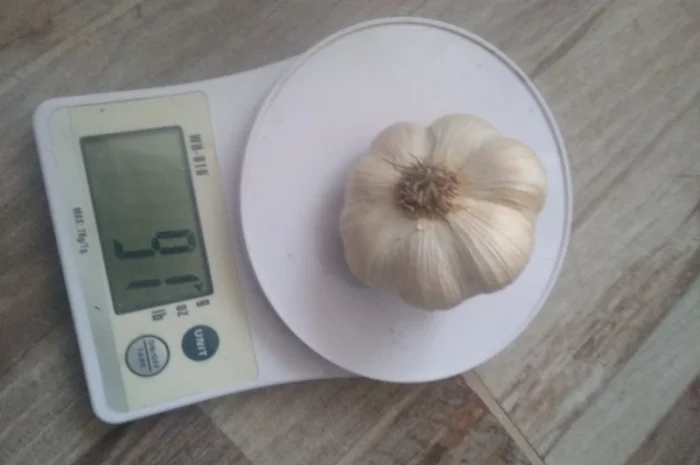 Часник ярий Сабоголд- фото № 3