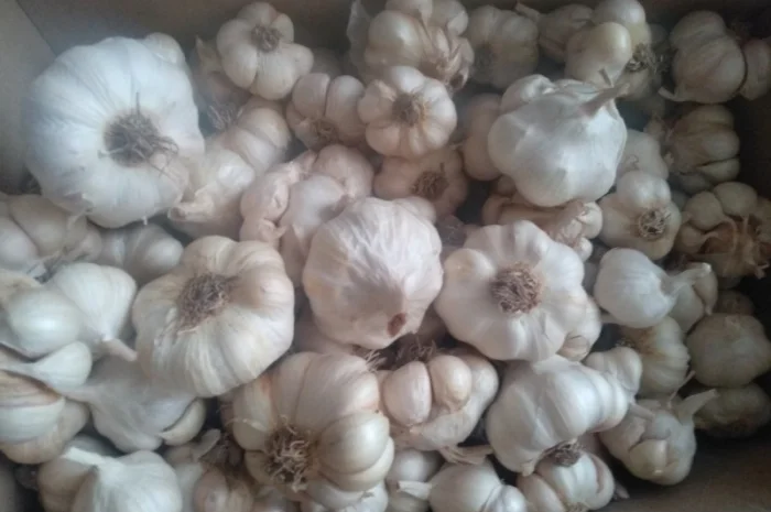 Часник ярий Сабоголд- фото № 4