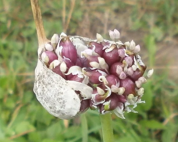 Оригінальне насіння часнику на посадку- фото № 1