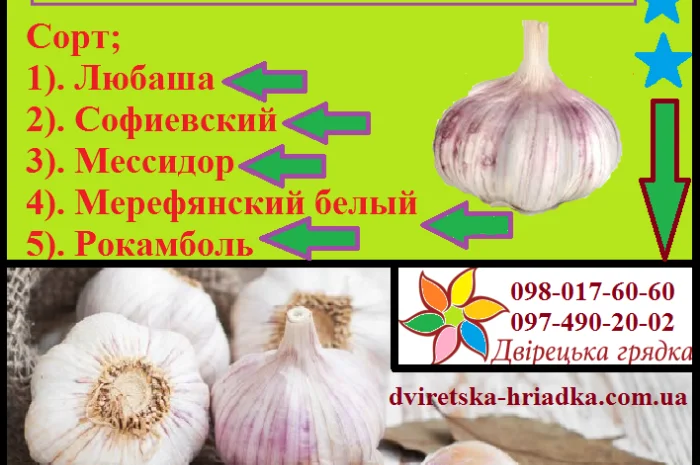 Оригінальне насіння часнику на посадку- фото № 2