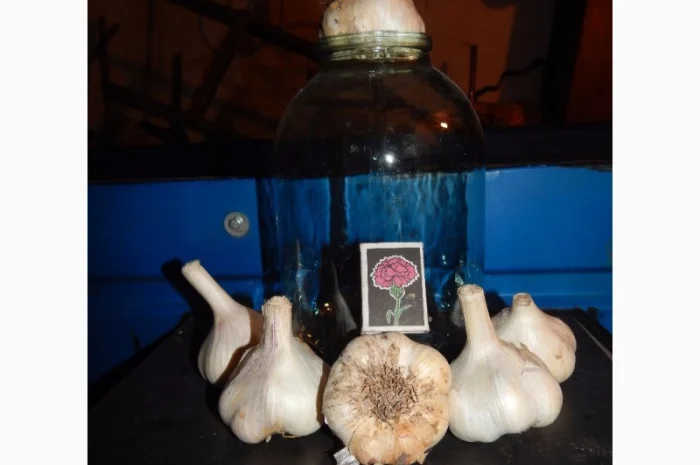 Оригінальне насіння часнику на посадку- фото № 3