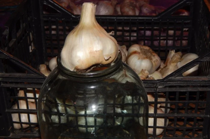 Оригінальне насіння часнику на посадку- фото № 5