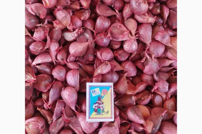 Продам часник озимий сорт Любаша (друга репродукція)- фото № 1