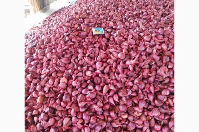 Продам часник озимий сорт Любаша (друга репродукція)- фото № 2