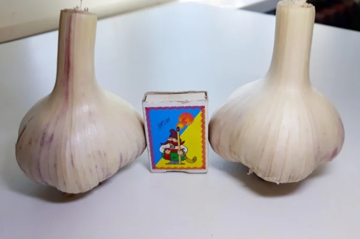 Чеснок озимый, часник озимий- фото № 1