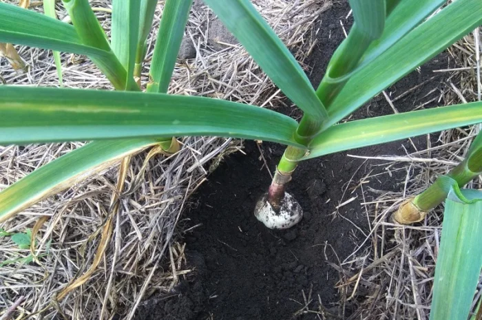 Чеснок озимый, часник озимий- фото № 2