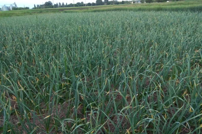 Чеснок озимый, часник озимий- фото № 3