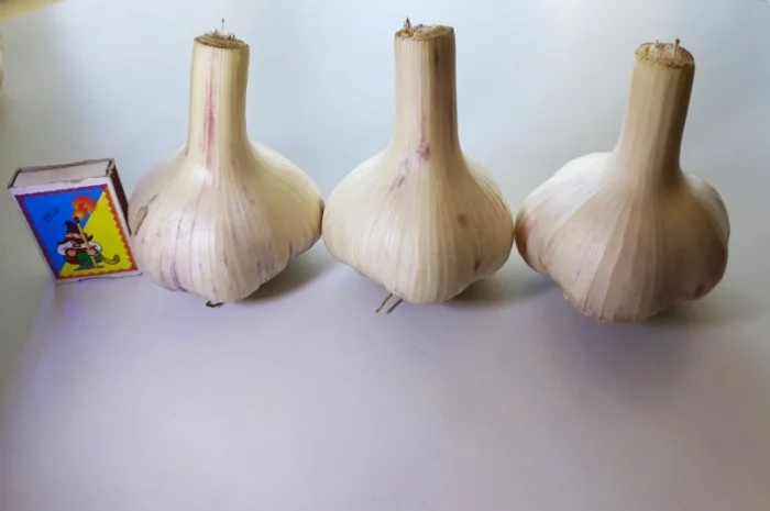 Чеснок озимый сорт Любаша, часник на посадку, посадочный материал чеснока, семена чеснока- фото № 1