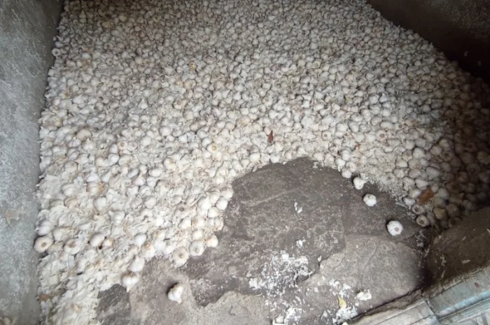 Часник зимовий- фото № 1