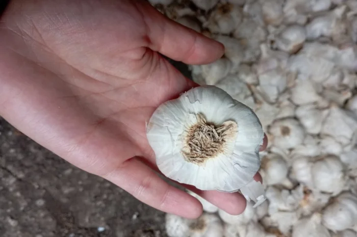 Часник зимовий- фото № 2