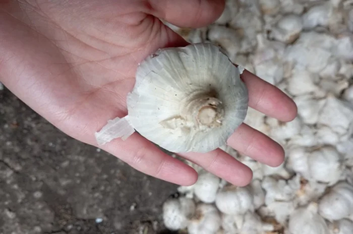 Часник зимовий- фото № 3