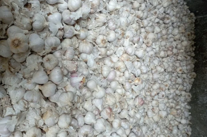 Часник зимовий- фото № 4