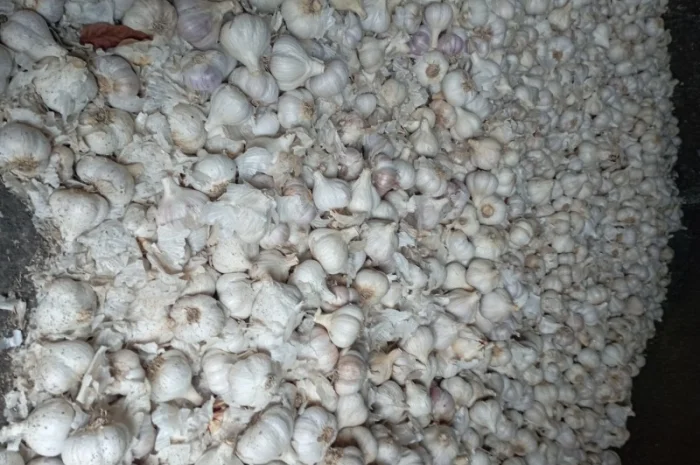 Часник зимовий- фото № 5