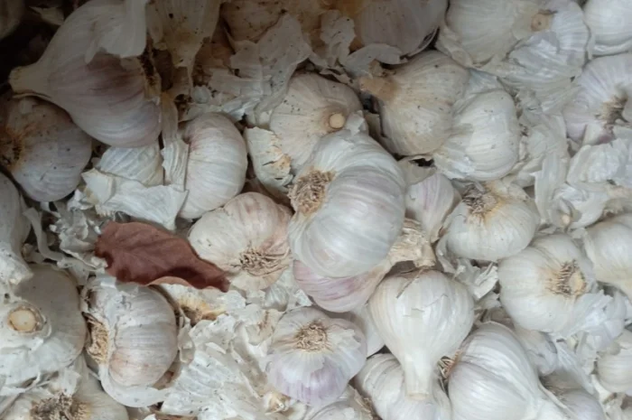 Часник зимовий- фото № 6