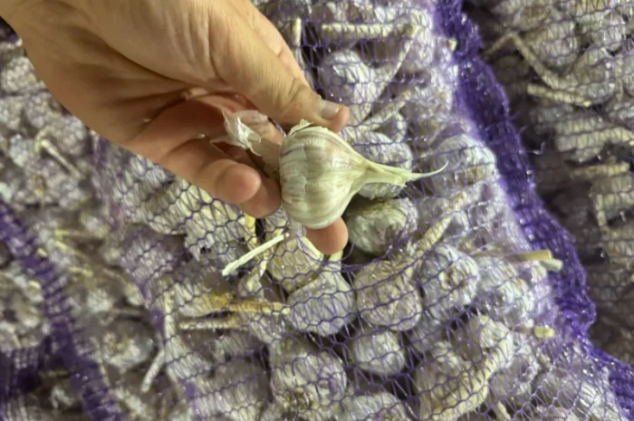 Куплю часник товарний- фото № 1