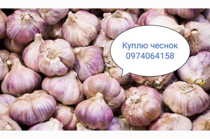 Закупаю чеснок- фото № 1