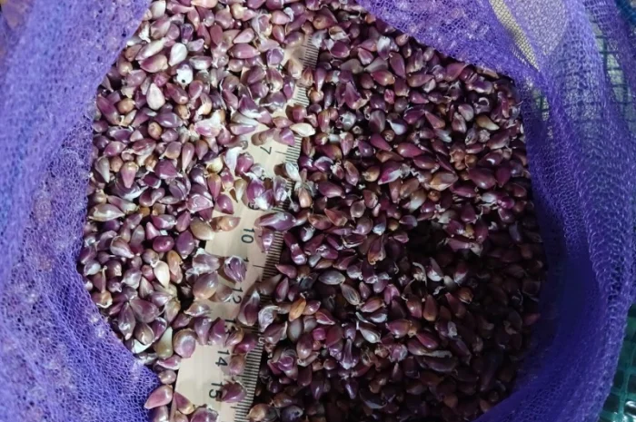 Часник сорт Любаша 4 мм в наявності- фото № 1