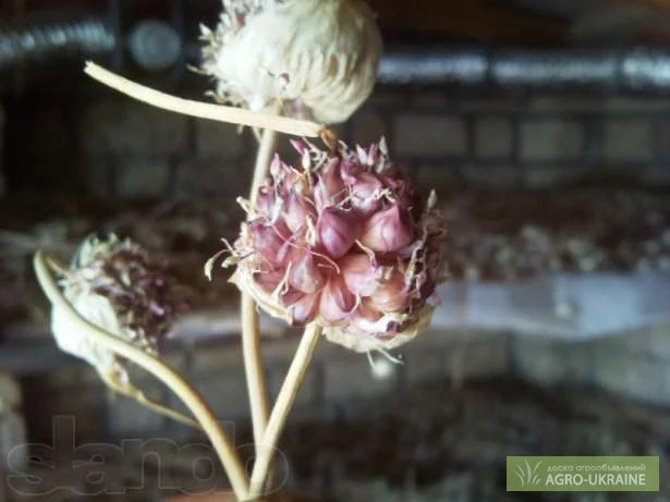 Продаж насіння чесноку та чесноку урожаю 2021 року- фото № 1