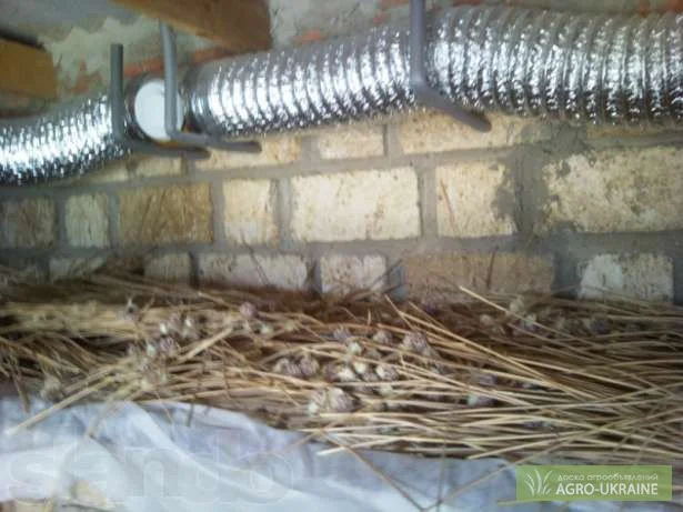 Продаж насіння чесноку та чесноку урожаю 2021 року- фото № 2